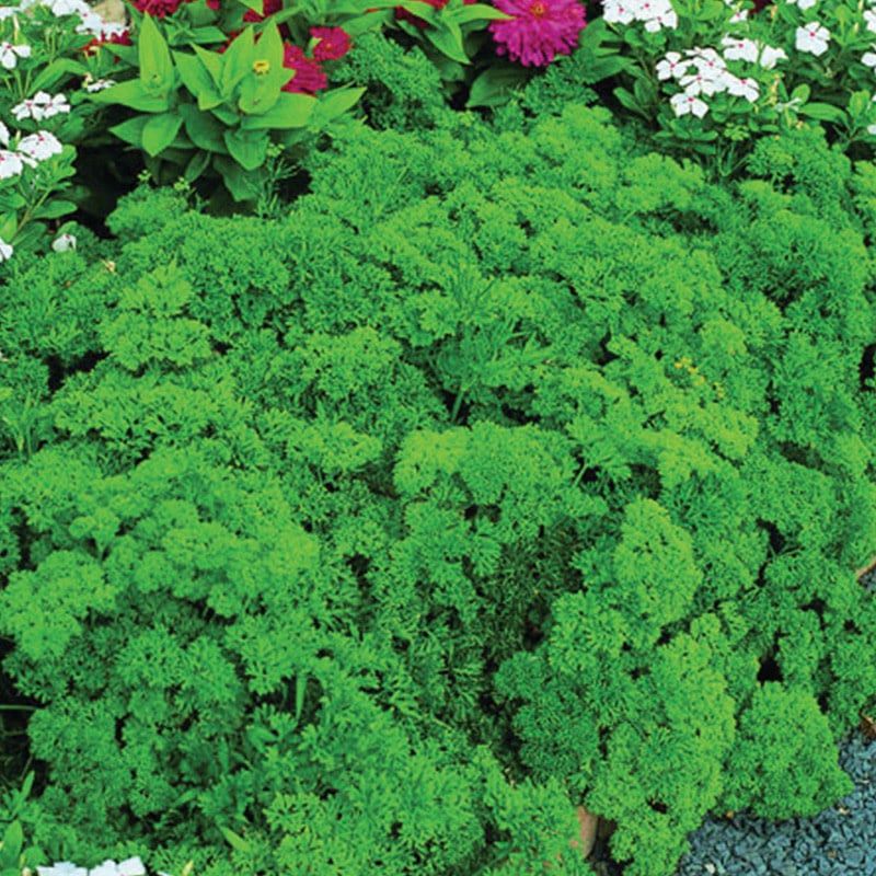 Parsley - Triple Curled 4&quot;