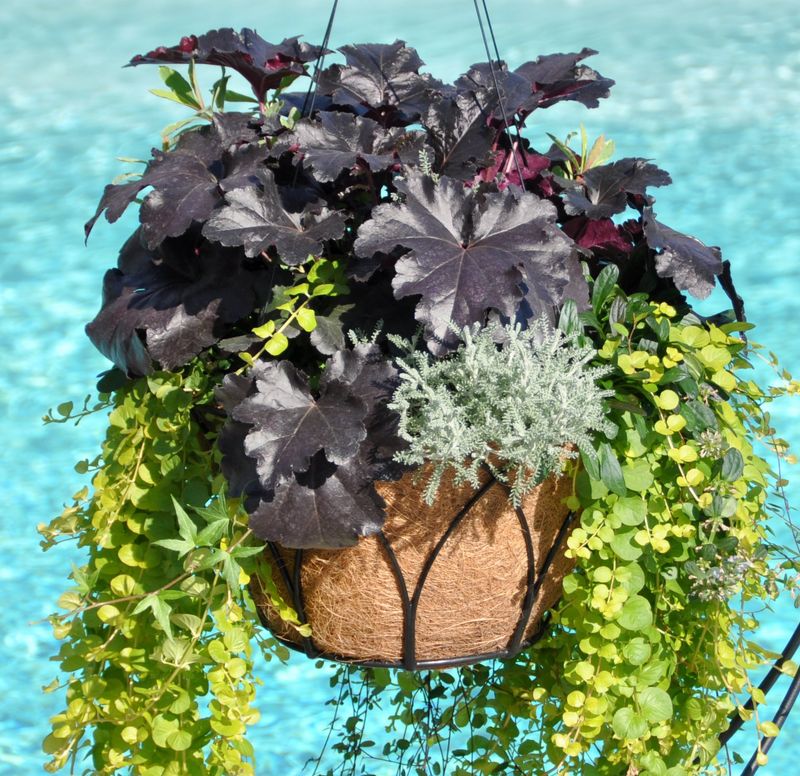 Pacific Rim - Lotus Design Hanging Basket w/Coco Liner