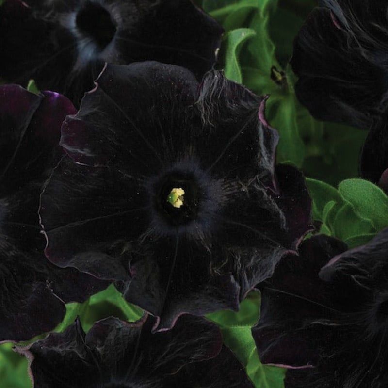 Petunia - Black Magic