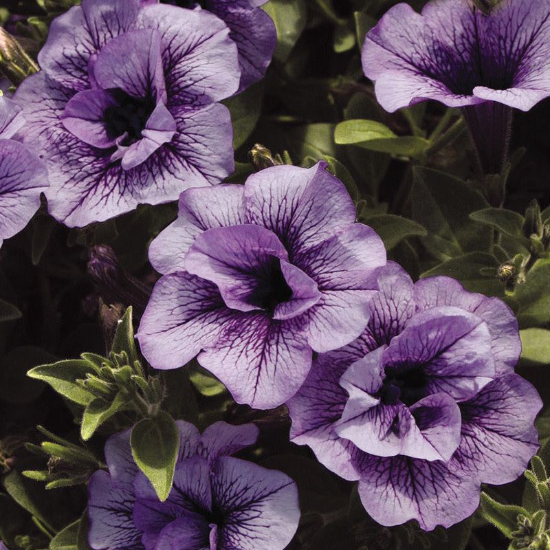 Petunia - Supertunia Priscilla
