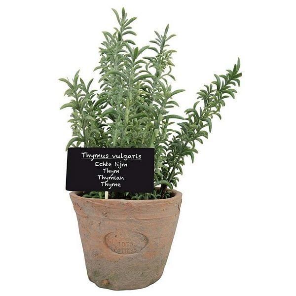 Artificial Thyme in Aged Terra Cotta Pot - 26cm