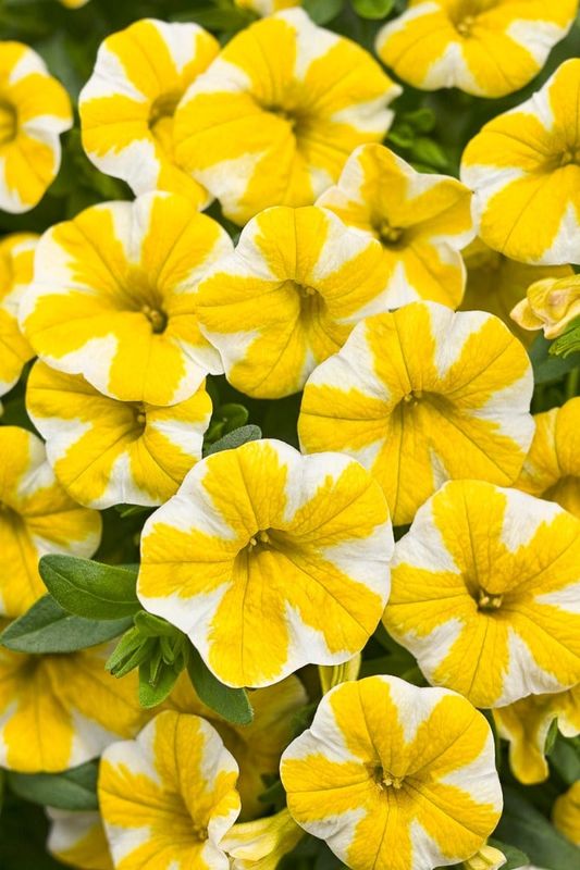 Calibrachoa - Superbells Lemon Slice