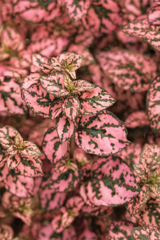 Hypoestes - Polka Dot Plant &#39;Hippo Rose&#39;
