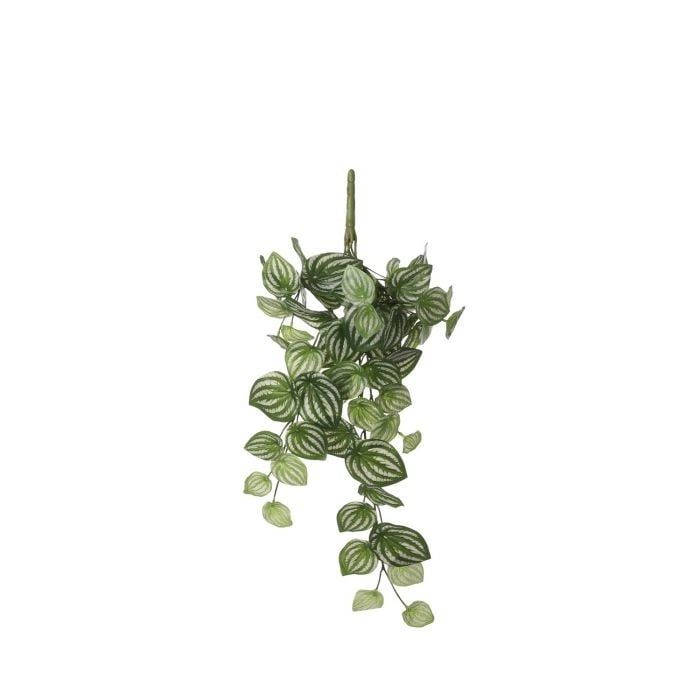 Peperomia Hanging