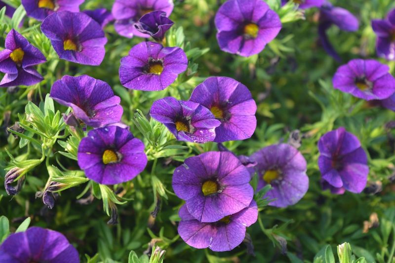 Calibrachoa - Aloha Midnight Purple