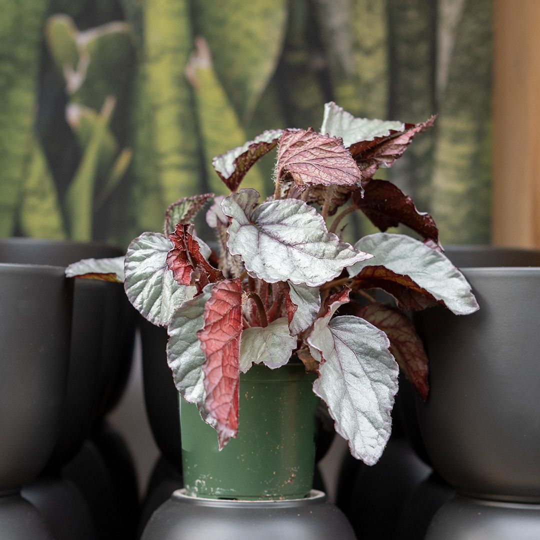 Begonia Rex - 4&quot;