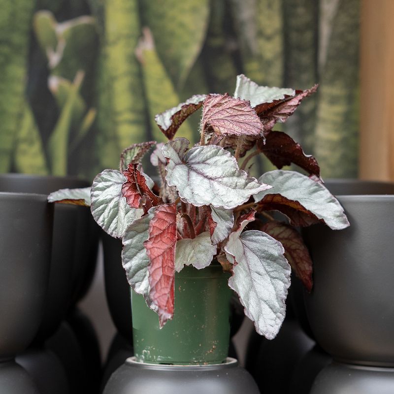 Begonia Rex - 4&quot;