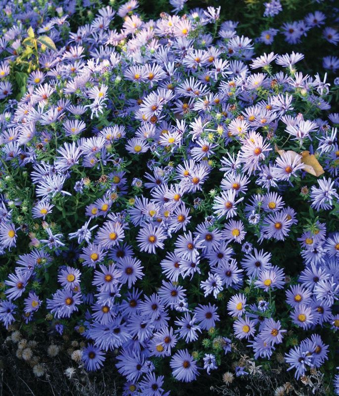 Aster Dumosus - Wood&#39;s Blue