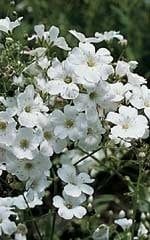 Covent Garden Gypsophila Seeds (Baby's Breath) 5360