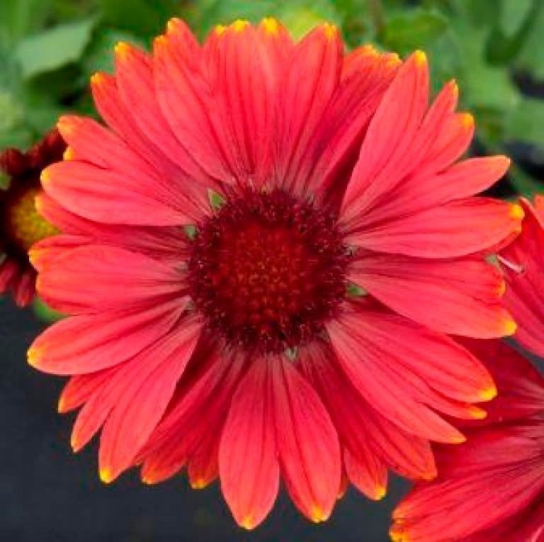 Arizona Red Shades Gaillardia Seeds 6477