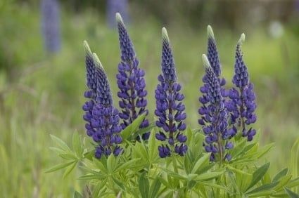 Russell's Hybrids Blue Lupins Seeds 6535