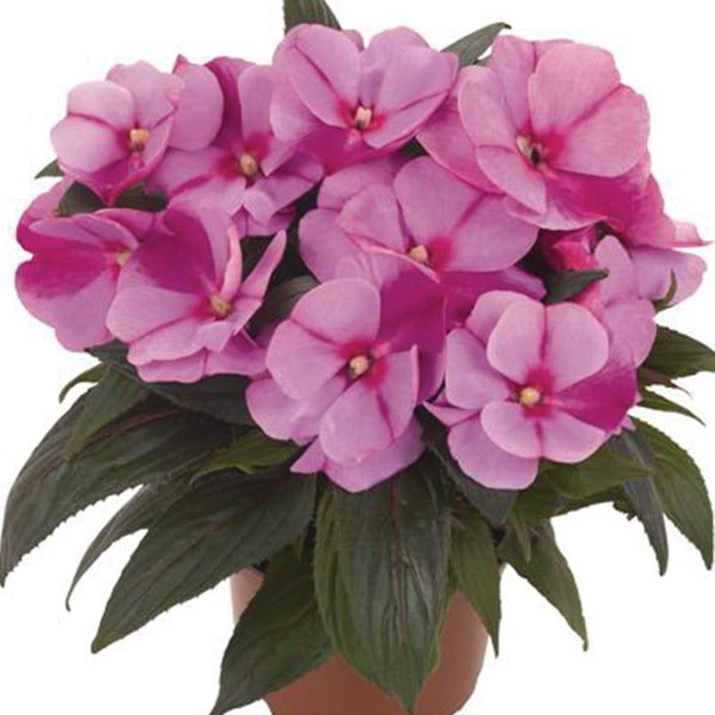 Impatiens - New Guinea Magnum Lavender Splash