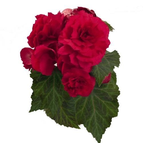Begonia - Nonstop Deep Rose