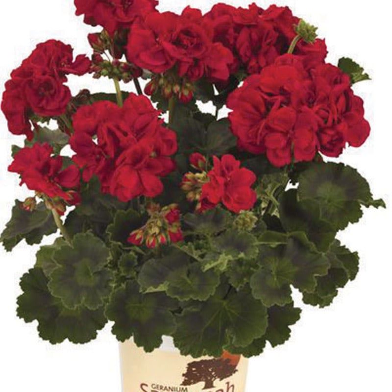 Geranium - Survivor Dark Red
