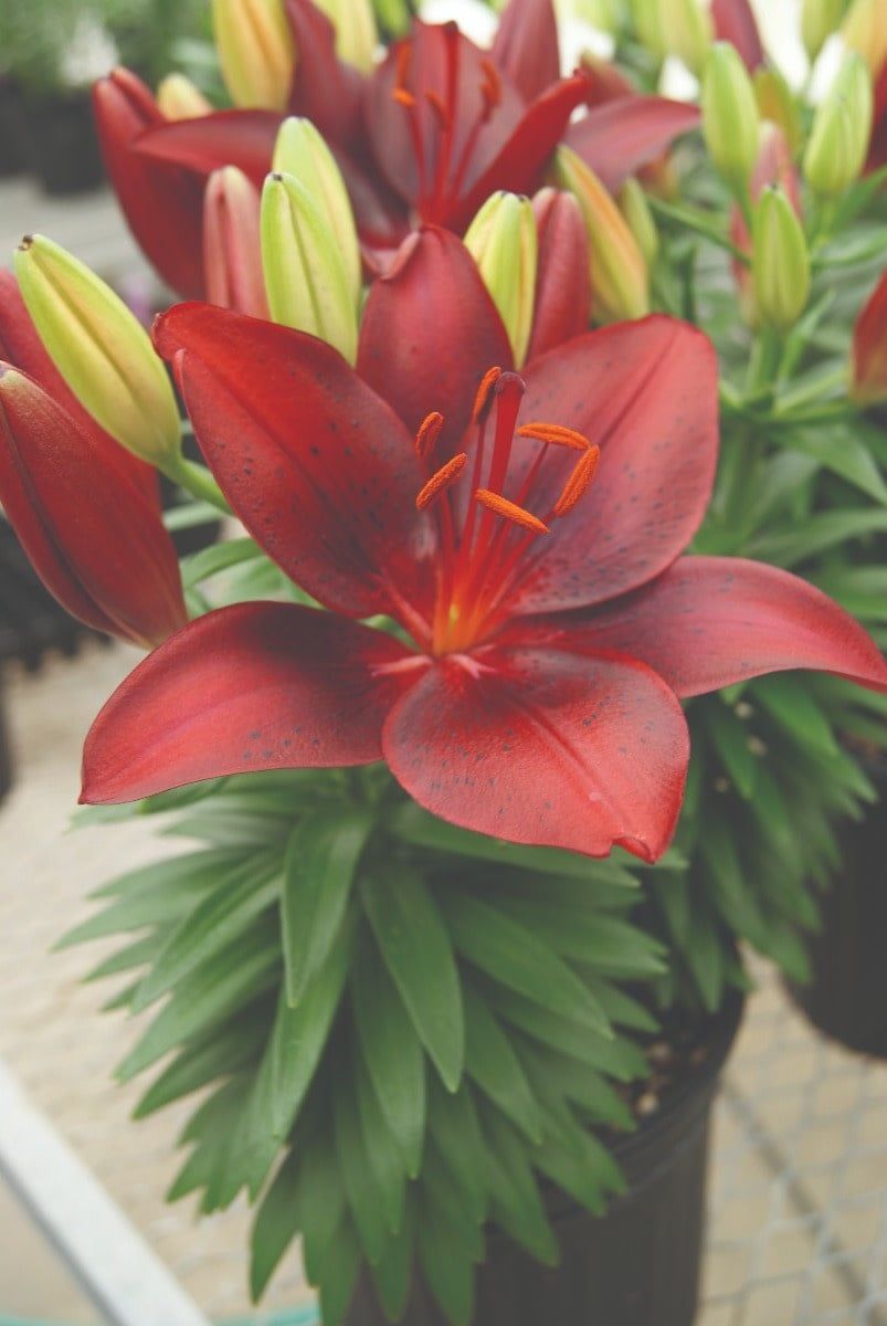 Lilium Asiatic - Tiny Comfort
