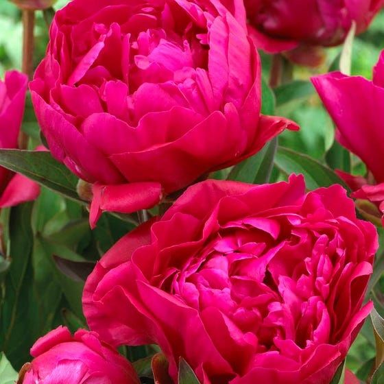 Paeonia - Karl Rosenfield - #1