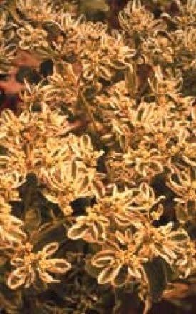 Summer Icicle Euphorbia Seeds 5215