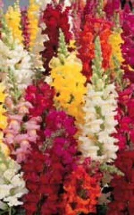 Rocket Mixed Hybrid Snapdragon Seeds 6095