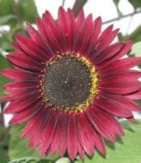 Velvet Queen Sunflower Seeds 6160
