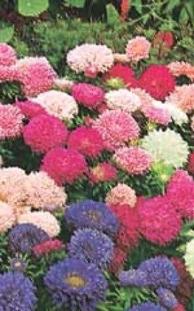 Powderpuff Bouquet Aster Seeds 5035