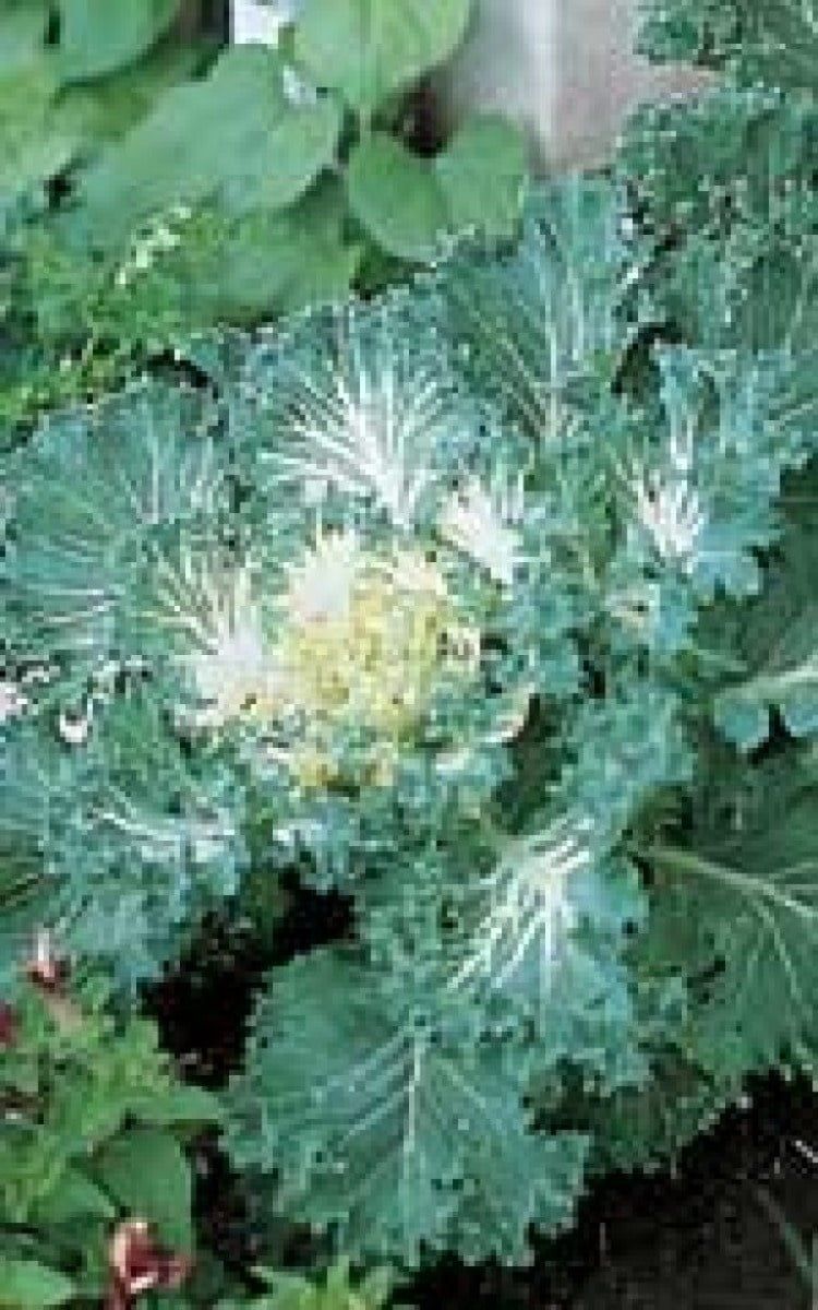 Bold Flowering Kale Seeds 5225