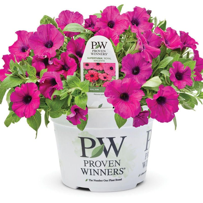 Petunia - Supertunia Royal Magenta