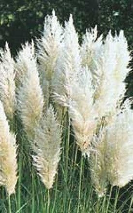 Pampus Plume White Feather Ornamental Grass Seeds 7040