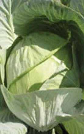 Copenhagen Market Cabbage Seeds 1305