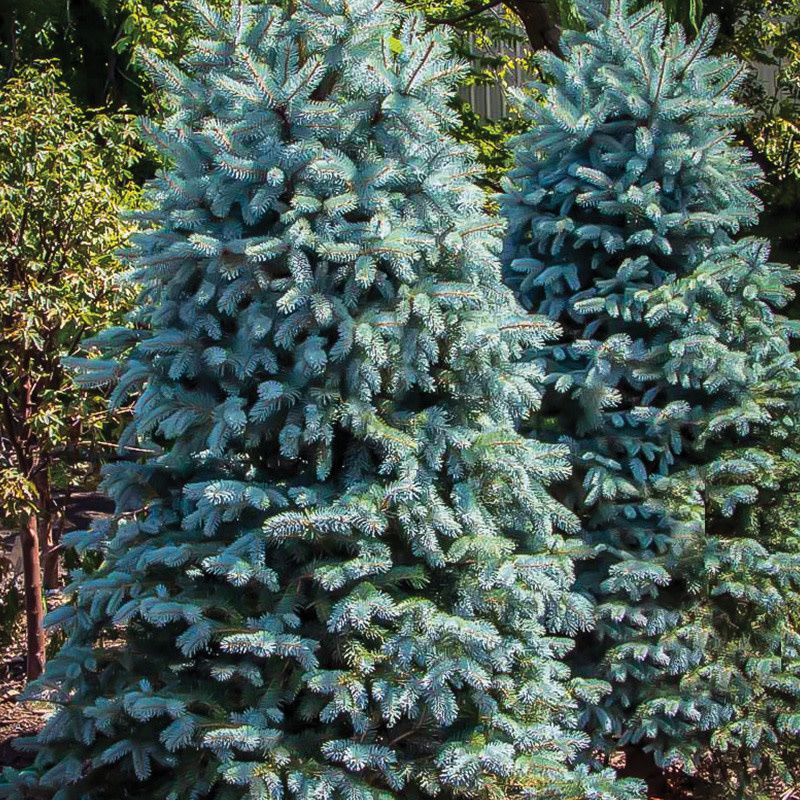 Spruce - Baby Blue - #5