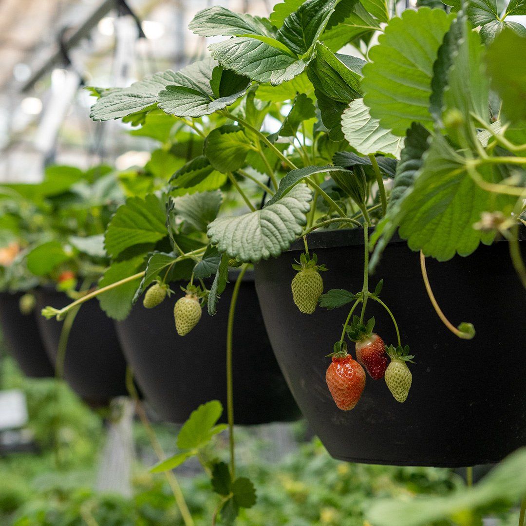 10'' HB - Strawberry