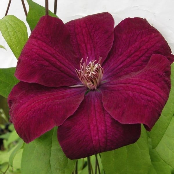 Clematis - Rouge Cardinal - #1 - NO WARRANTY