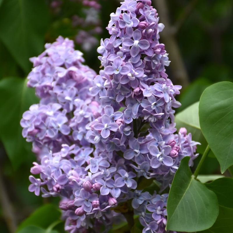 Lilac - President Grevy - #2