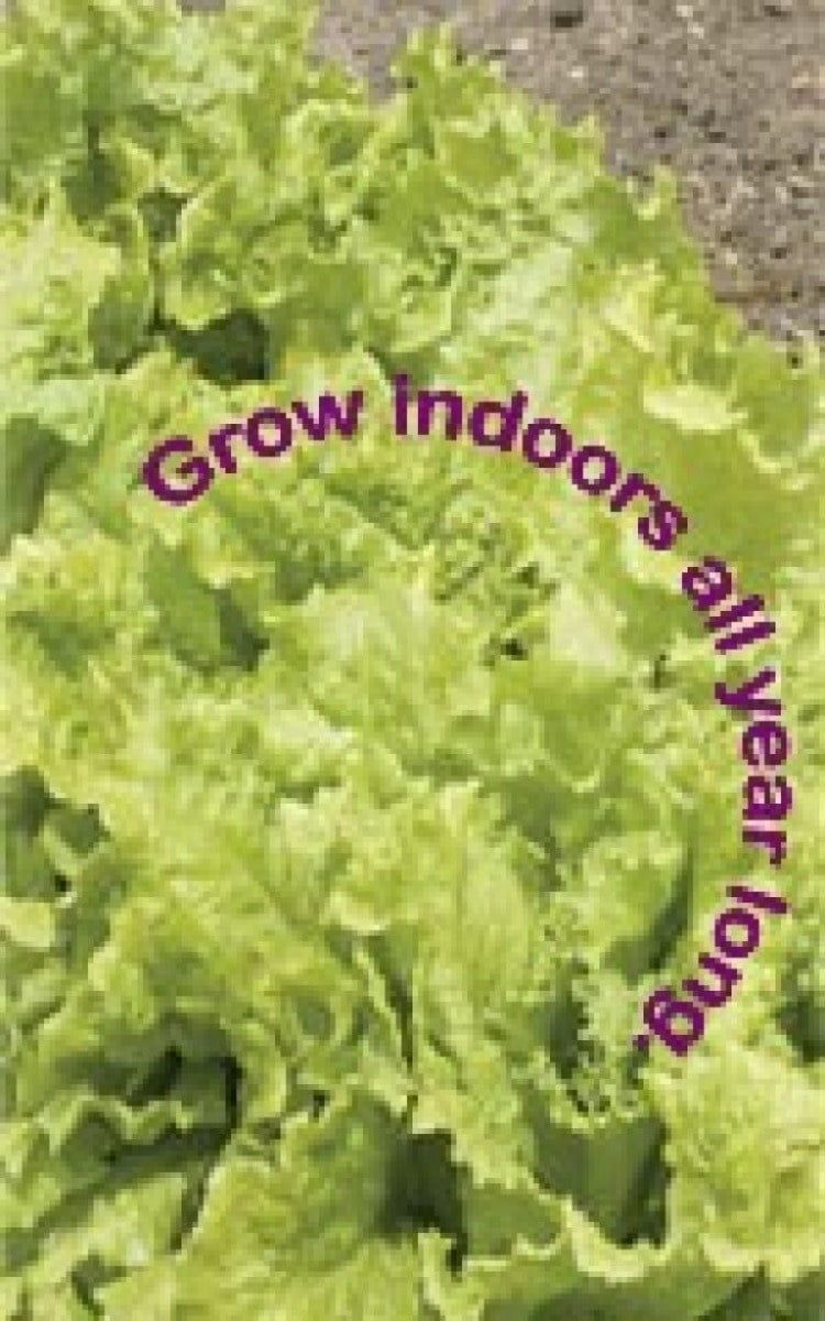 Grand Rapids Lettuce Seeds (Leaf Type) 1720