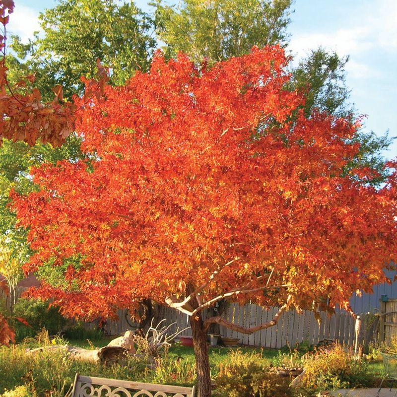 Maple - Amur - #2