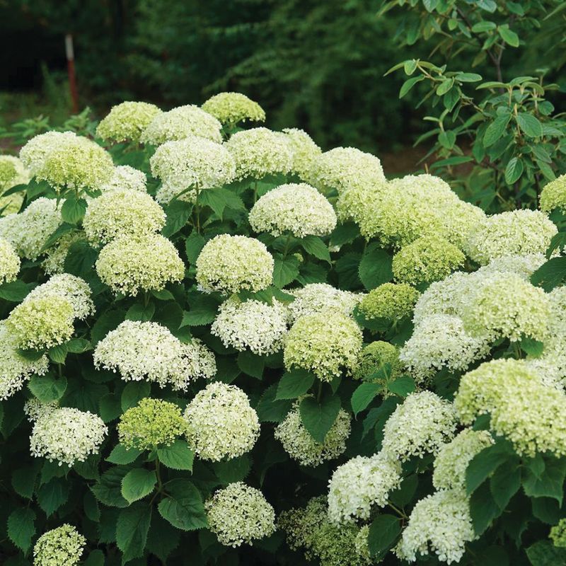 Hydrangea - Invincibelle Limetta - 8&#39;&#39;