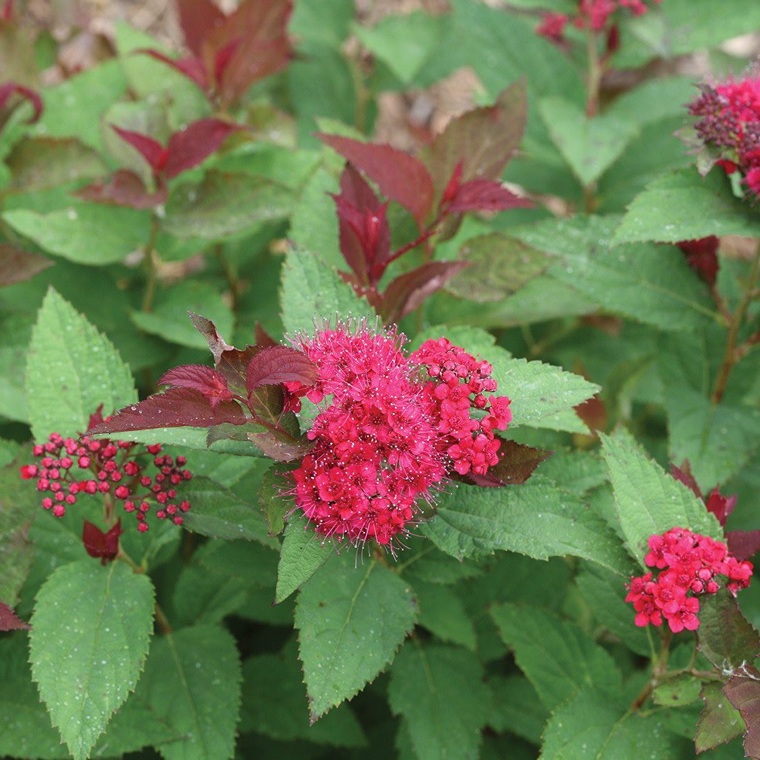 Spirea - Double Play Doozie - 8&#39;&#39;