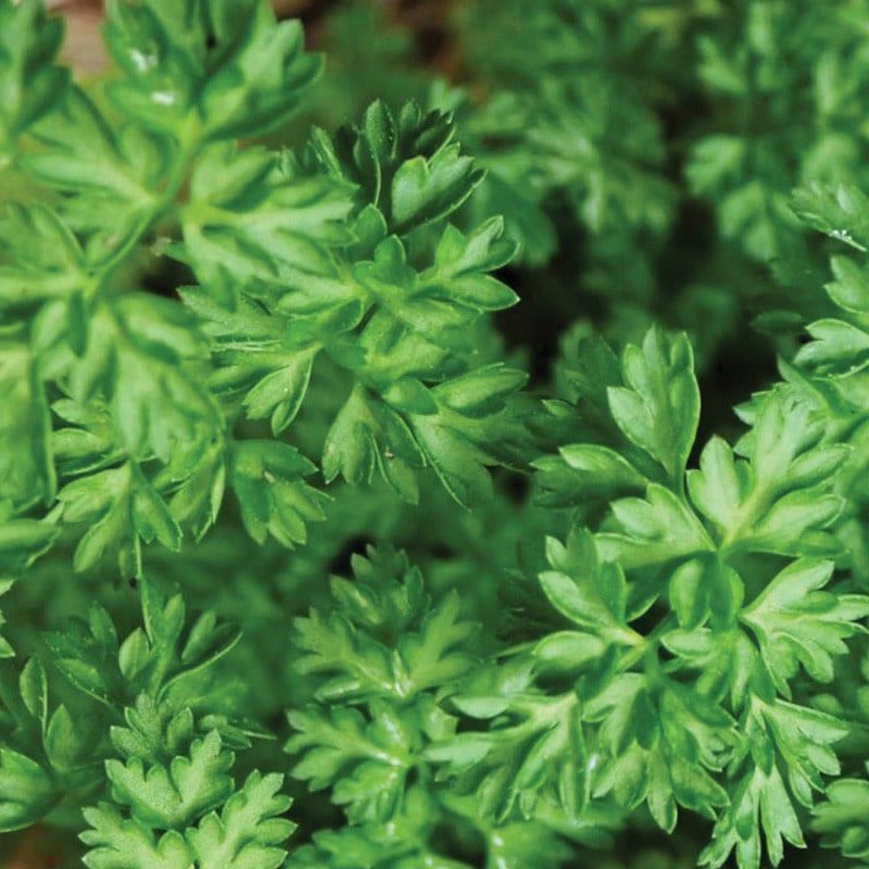 Chervil French Parsley 4&quot;
