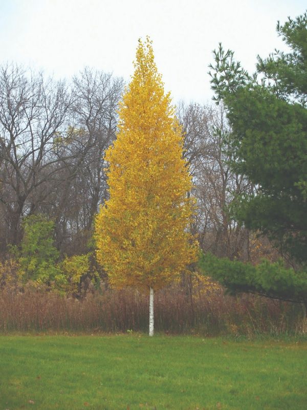 Birch - Dakota Pinnacle-  #7