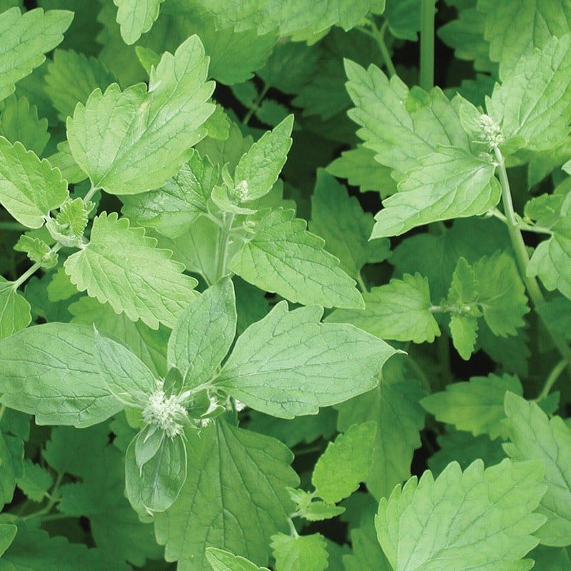 Catnip 4&quot;