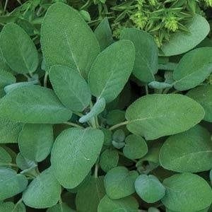 Sage - 4&quot;