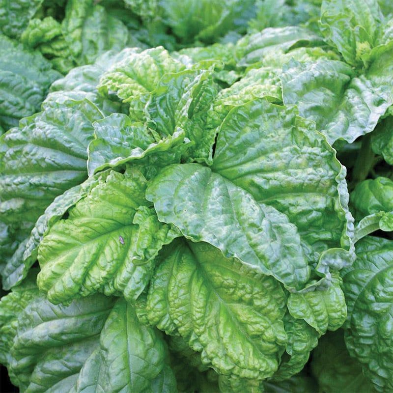 Basil - Lettuce Leaf 4&quot;