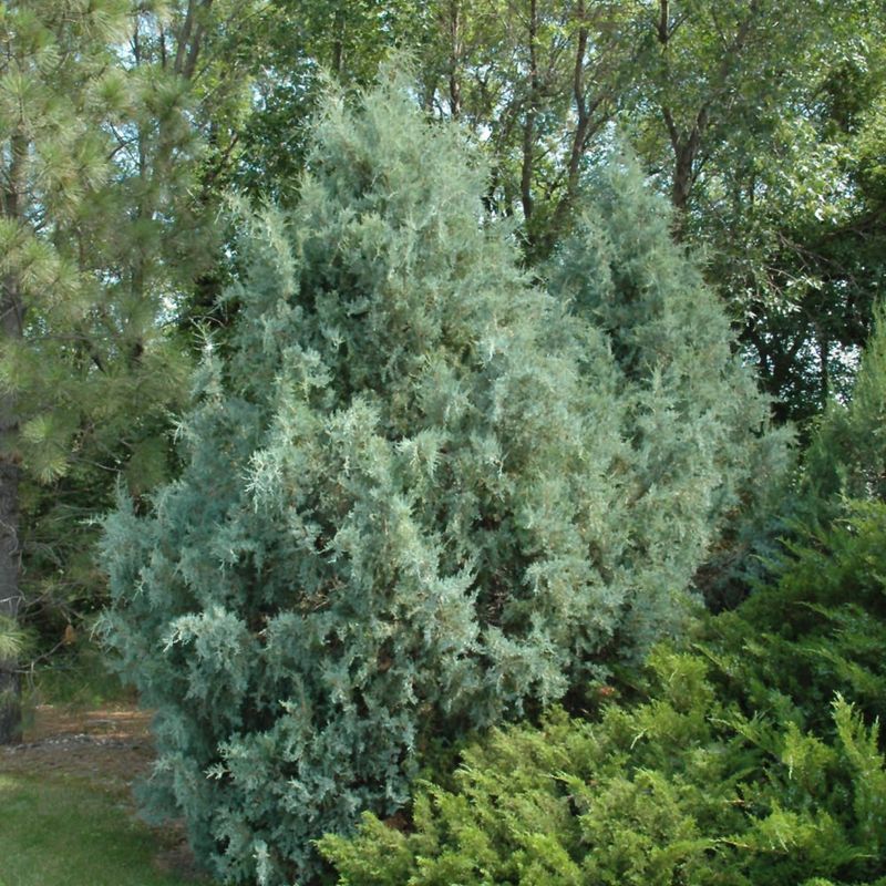Juniper - Wichita Blue  - #5