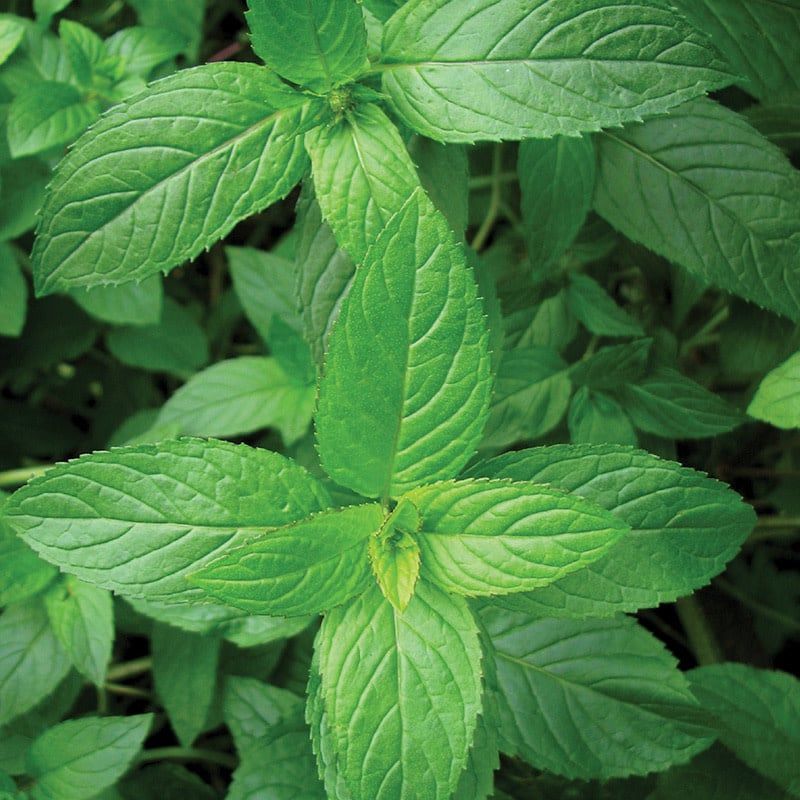 Mint - Peppermint 4&quot;