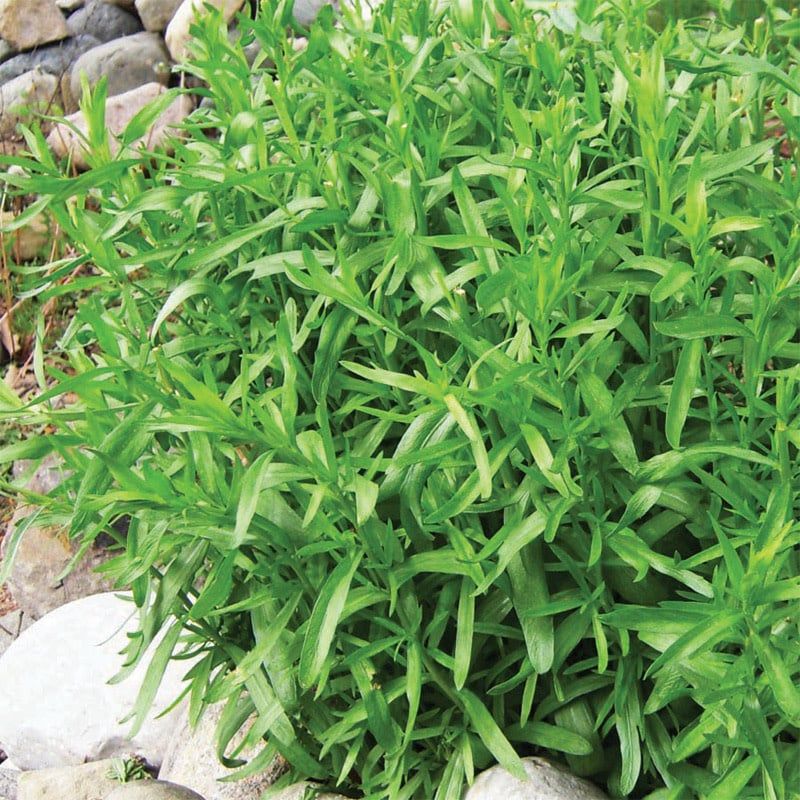 French Tarragon 4&quot;