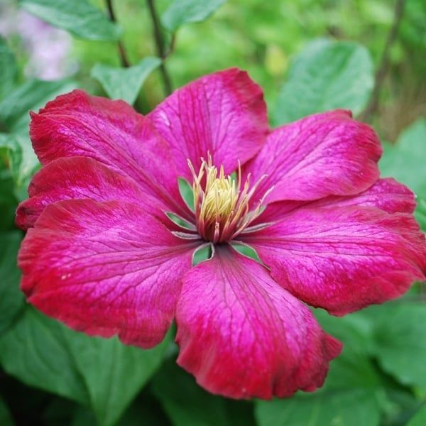 Clematis - Ville de Lyon - #1 - NO WARRANTY