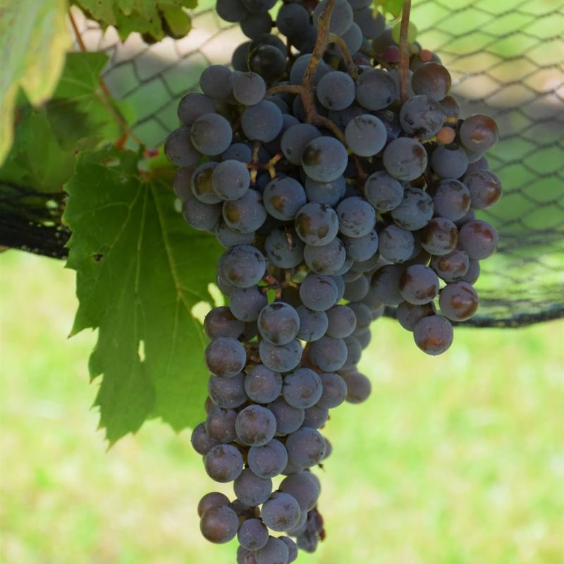 Grape - Frontenac Gris - #1 - NO WARRANTY