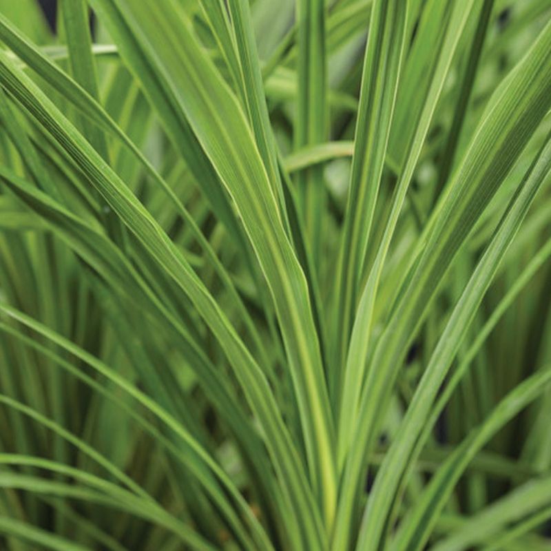 Dracaena Green - 4.25''