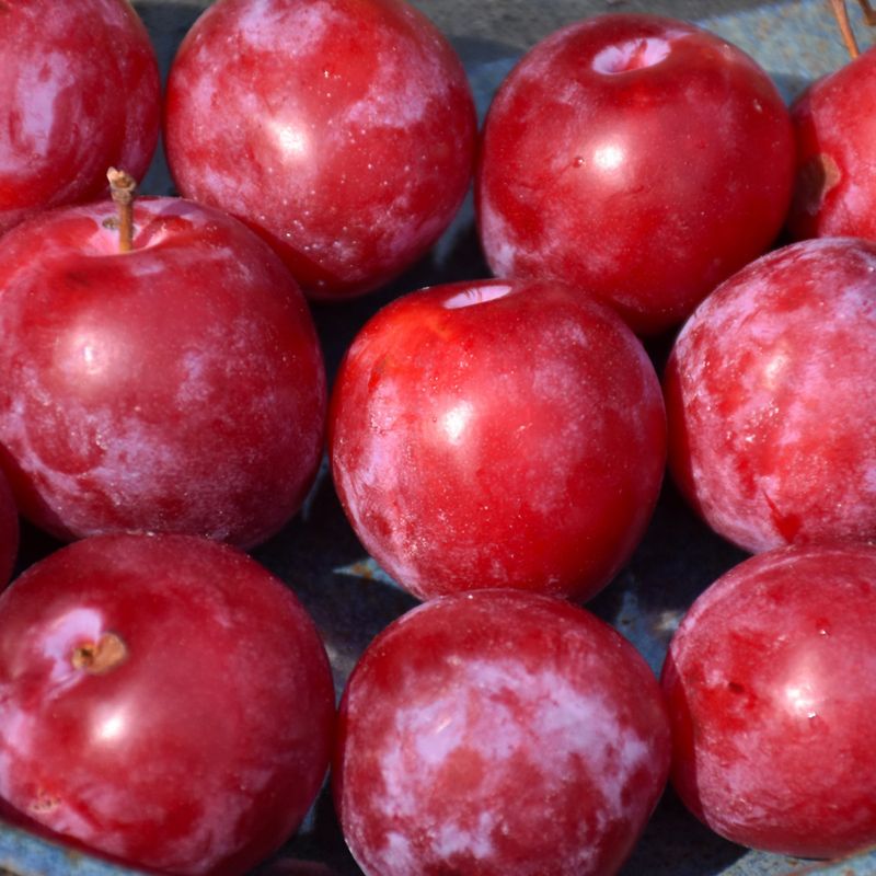 Plum - Pembina - #7
