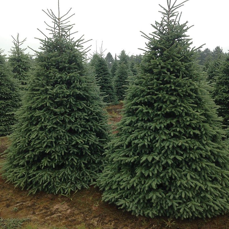 Spruce - Black Hills  - #5