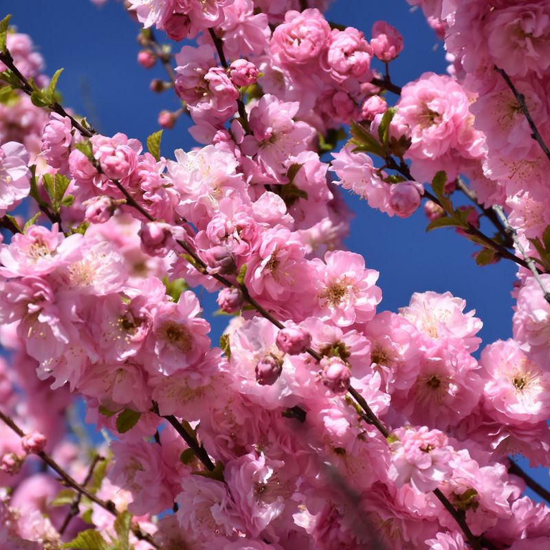 Plum - Double Flowering - #2